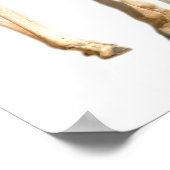 Abgeschiedene von zwei Giraffen, männlich und weib Poster (Ecke)