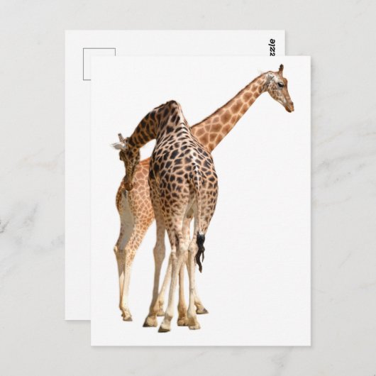 Abgeschiedene von zwei Giraffen, männlich und weib Postkarte (Vorne/Hinten)