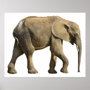 Abgeschiedener afrikanischer Elefant Poster