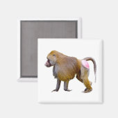 Abgeschiedener Babowanderweg Postkartenaufkleber Magnet (Vorderseite/Rückseite)