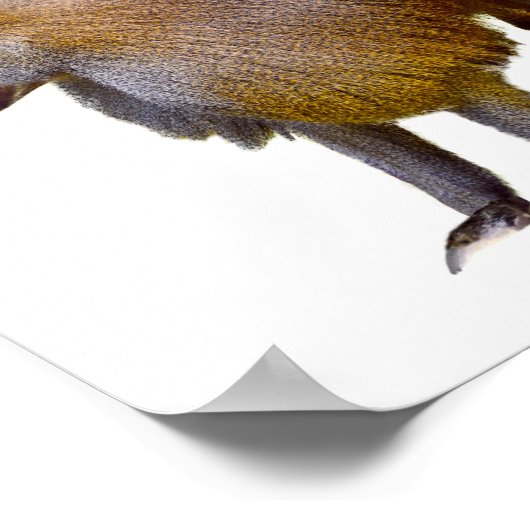 Abgeschiedener Babowanderweg Postkartenaufkleber Poster (Ecke)