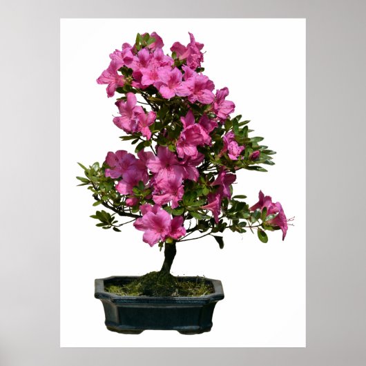 Abgeschiedener Bonsai-Rhododendron blühend Poster (Vorne)