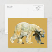 Abgeschiedener Eisbär Postkarte (Vorne/Hinten)