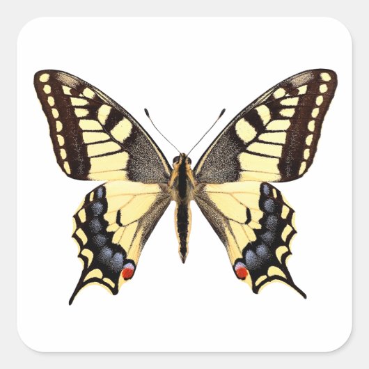 Abgeschiedener Frack-Schmetterling PNG Quadratischer Aufkleber (Vorderseite)