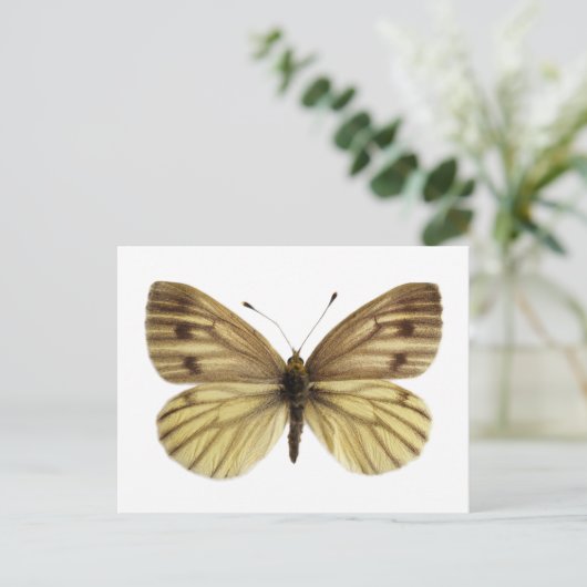 Abgeschiedener grüner Weißschmetterling Postkarte (Stehend Vorderseite)