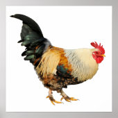 Abgeschiedener Hahn Poster (Vorne)