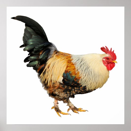 Abgeschiedener Hahn Poster (Vorne)