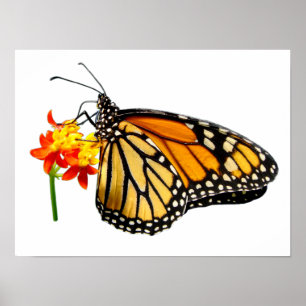 Abgeschiedener Monarchfalter Poster