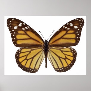 Abgeschiedener Monarchschmetterling PNG Poster