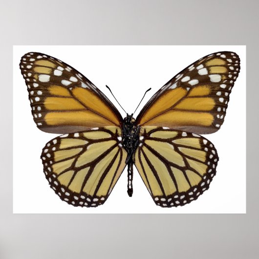 Abgeschiedener Monarchschmetterling PNG Poster (Vorne)