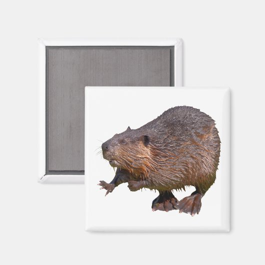 Abgeschiedener nordamerikanischer Beaver-Postkarte Magnet (Vorderseite/Rückseite)