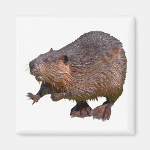 Abgeschiedener nordamerikanischer Beaver-Postkarte Magnet