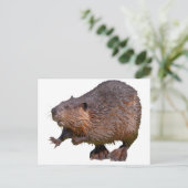Abgeschiedener nordamerikanischer Biber Postkarte (Stehend Vorderseite)