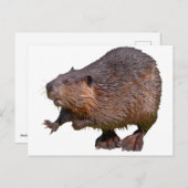 Abgeschiedener nordamerikanischer Biber Postkarte (Vorne/Hinten)