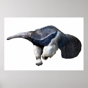 Abgeschiedener Riese Anteater Wandern Postcard T - Poster