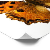 Abgeschiedener Schwarzbein-Tortoiseshel-Schmetterl Poster (Ecke)