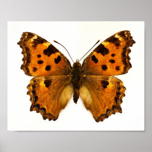 Abgeschiedener Schwarzbein-Tortoiseshel-Schmetterl Poster