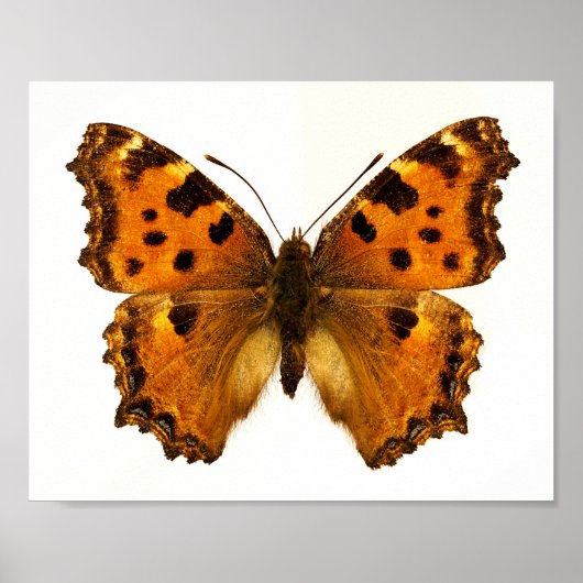 Abgeschiedener Schwarzbein-Tortoiseshel-Schmetterl Poster (Vorne)