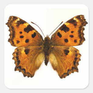 Abgeschiedener Schwarzbein-Tortoiseshel-Schmetterl Quadratischer Aufkleber