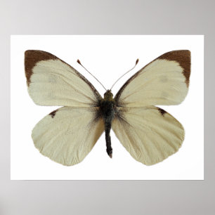 Abgeschiedener Weiße Schmetterling Poster