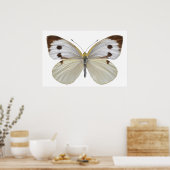 Abgeschiedener Weißer Schmetterling PNG Poster (Küche)
