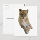 Abgeschiedenes Porträt der Löwen Postkarte (Vorne/Hinten)