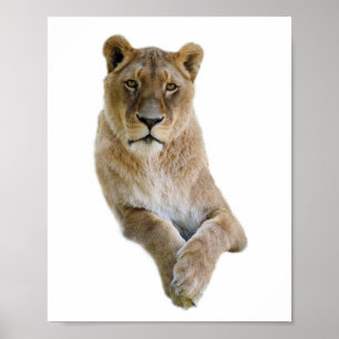 Abgeschiedenes Porträt von lioness Postcard Klassi Poster