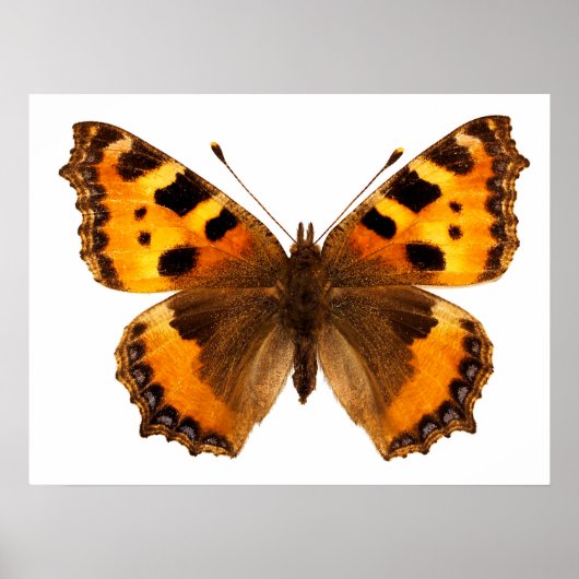 Abgeschiedenes Schildkrötenschmetterling Poster (Vorne)