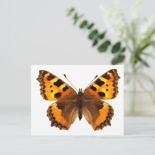 Abgeschiedenes Schildkrötenschmetterling Postkarte (Stehend Vorderseite)