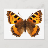 Abgeschiedenes Schildkrötenschmetterling Postkarte (Vorderseite)