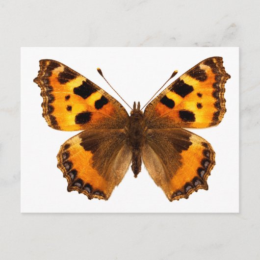 Abgeschiedenes Schildkrötenschmetterling Postkarte (Vorderseite)