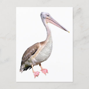Abgeschiedenes Weißpelikan Postkarte