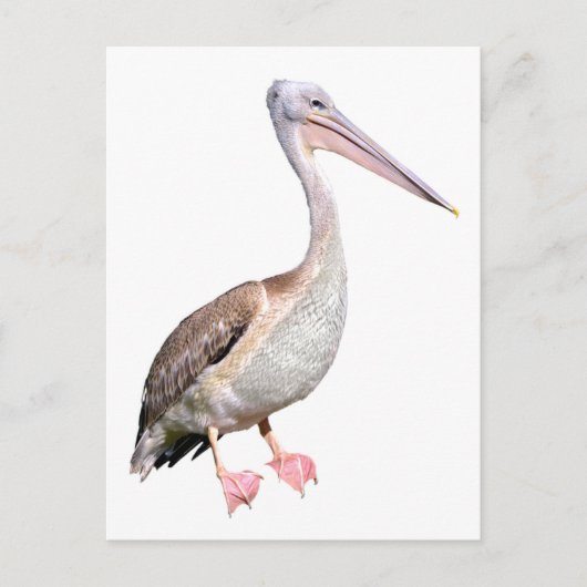 Abgeschiedenes Weißpelikan Postkarte (Vorderseite)