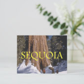 ABH Sequoia Postkarte (Stehend Vorderseite)