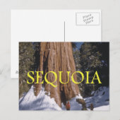 ABH Sequoia Postkarte (Vorne/Hinten)