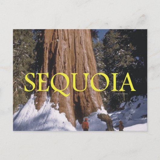 ABH Sequoia Postkarte (Vorderseite)