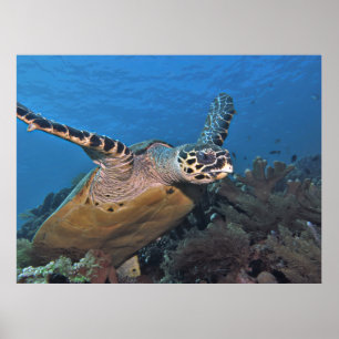 Abheben der Schildkröte Poster