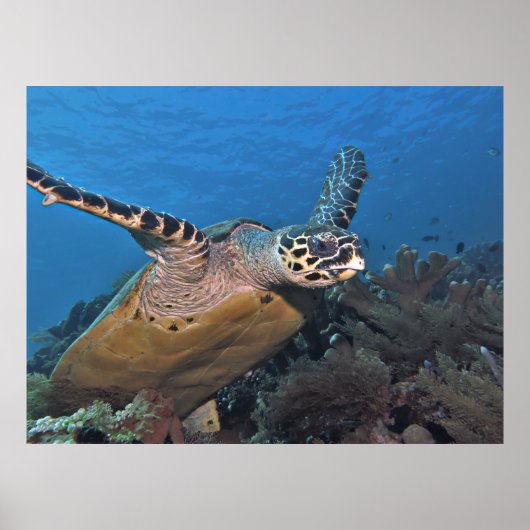 Abheben der Schildkröte Poster (Vorne)