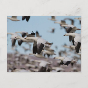 Abheben im Socorro-Himmel Postkarte