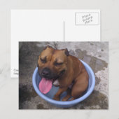 Abkühlen an einem heißen Tag Postkarte (Vorne/Hinten)