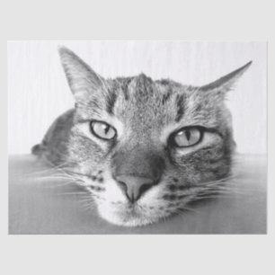 Abkühlen des Papiers Seidenpapier