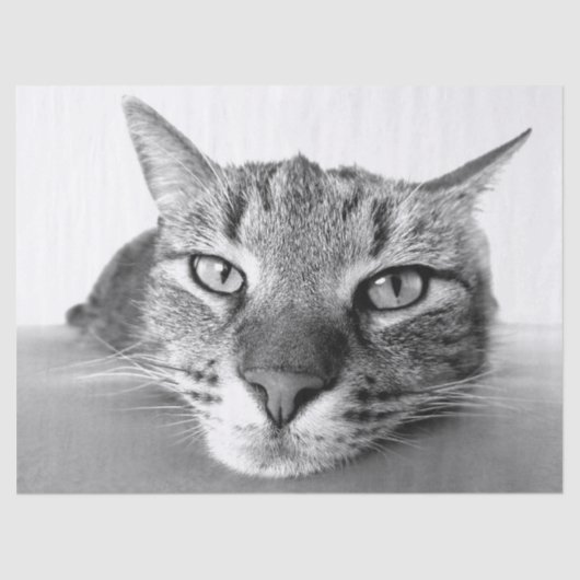 Abkühlen des Papiers Seidenpapier (Vorderseite)