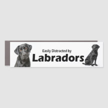 Ablenkbar durch Labrador Retriever