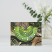 About Emerald Tree Boa Postcard Postkarte (Stehend Vorderseite)