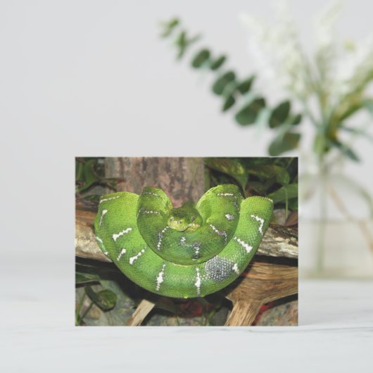 About Emerald Tree Boa Postcard Postkarte (Stehend Vorderseite)