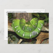 About Emerald Tree Boa Postcard Postkarte (Vorne/Hinten)