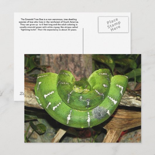 About Emerald Tree Boa Postcard Postkarte (Vorne/Hinten)