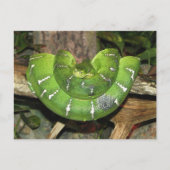 About Emerald Tree Boa Postcard Postkarte (Vorderseite)