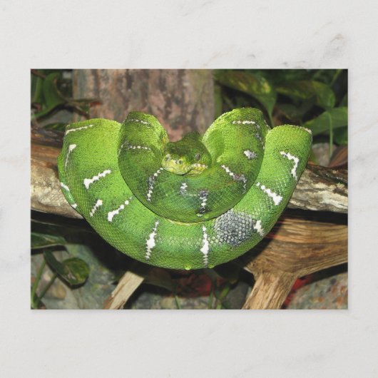About Emerald Tree Boa Postcard Postkarte (Vorderseite)