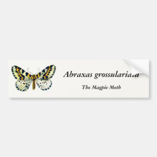 Abraxas grossulariata, The Magpie Moth Color Image Autoaufkleber